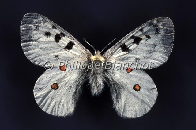 parnassius phoebus.JPG - Parnassius phoebus sacerdosPetit ApollonPhoebus ParnassianLepidoptera, PapilionidaePapillon protégé en France